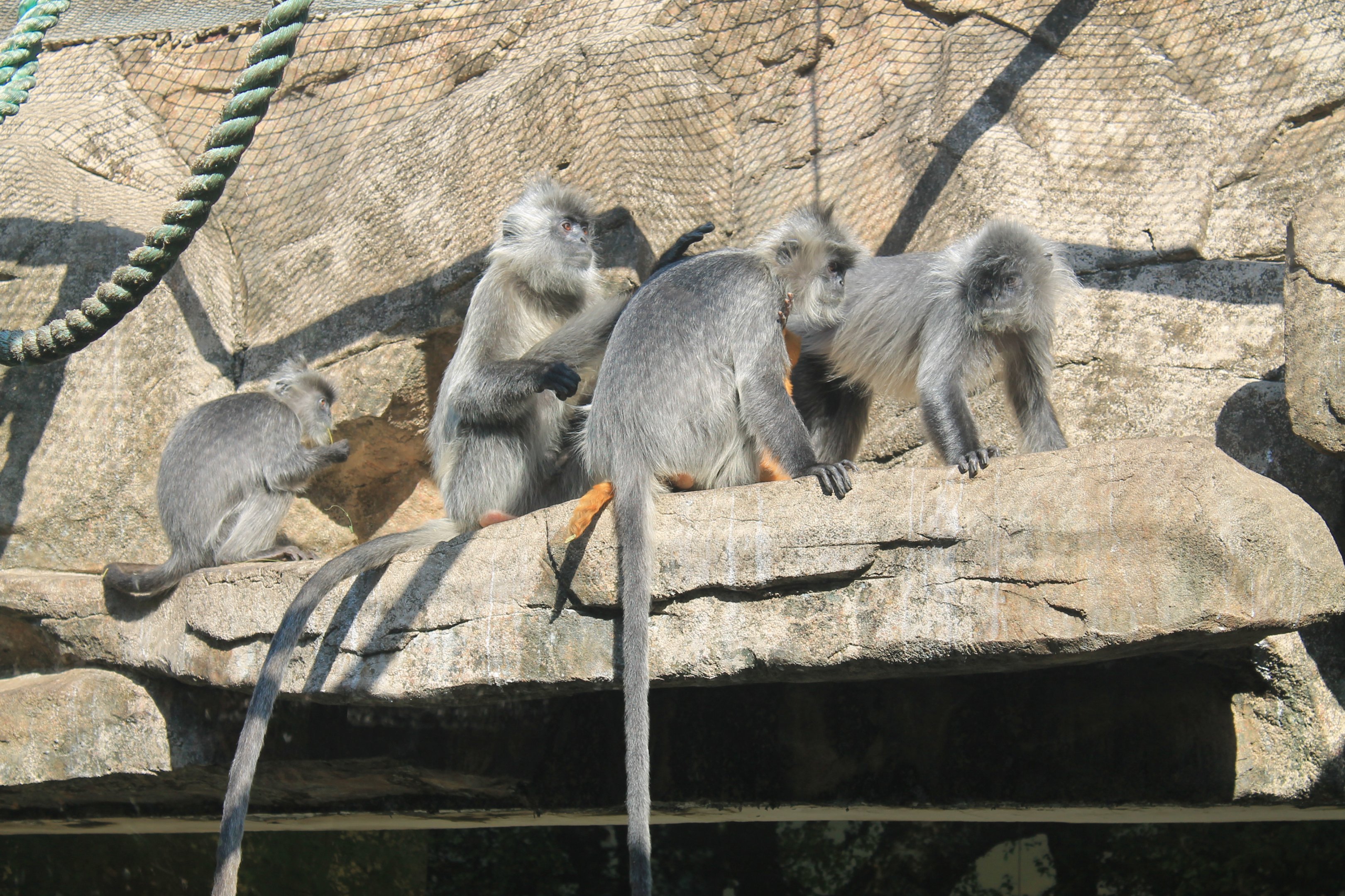 Indochinese Silvered Langurs (Trachypithecus germaini)