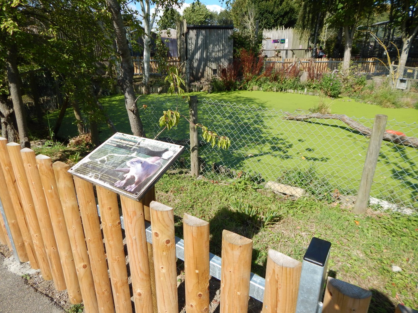 Indochinese smooth-coated exhibit 030924