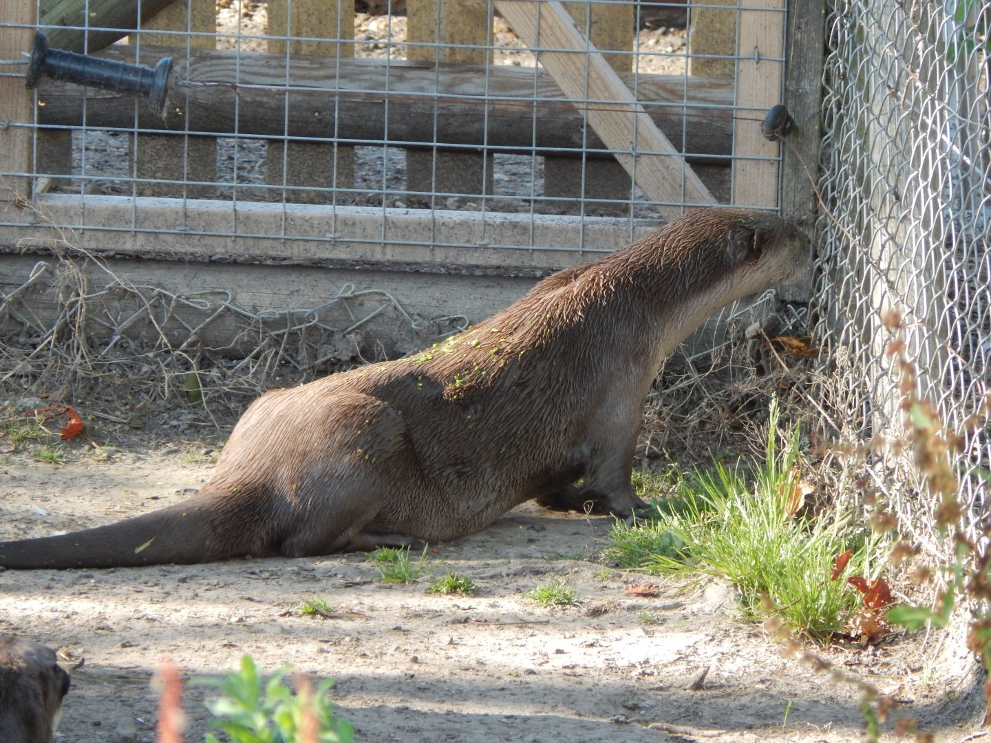 Indochinese smooth-coated otter 030964