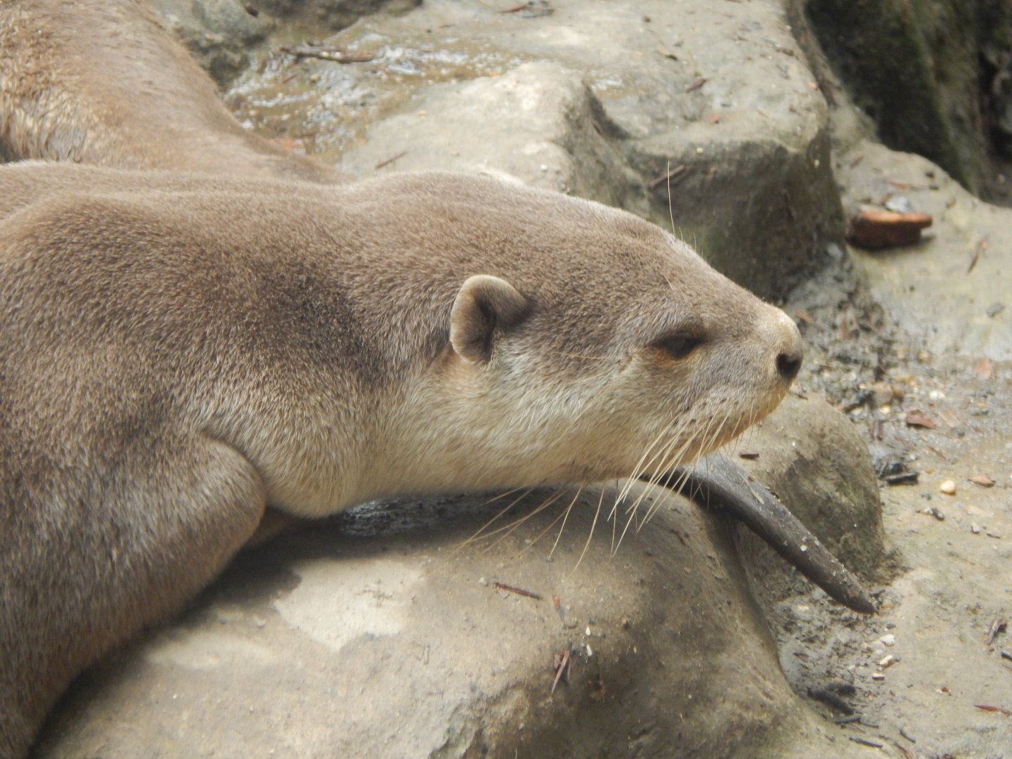 Indochinese smooth-coated otter 050625