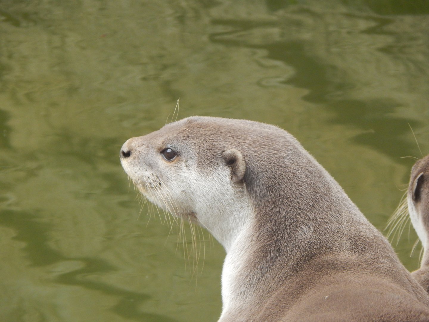 Indochinese smooth-coated otter 050625