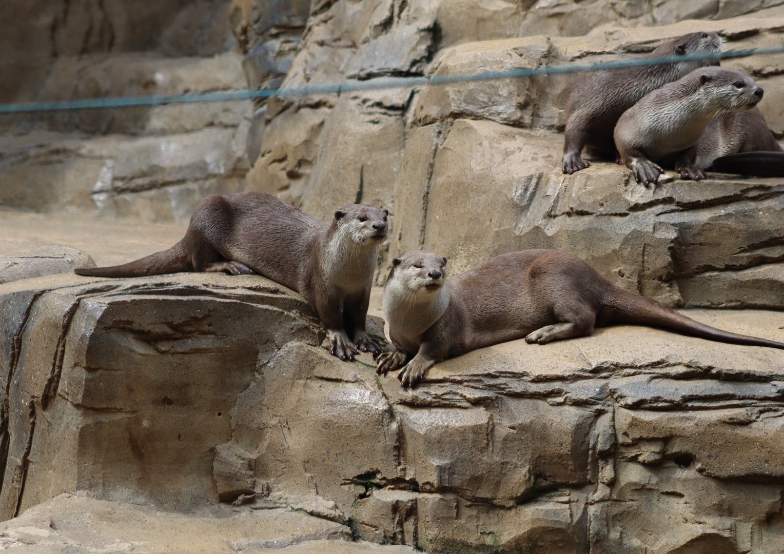 Indochinese smooth-coated otter - 1 July 2021