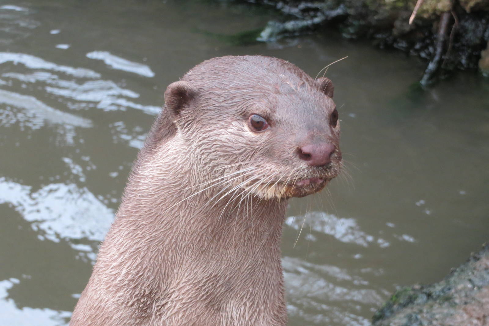 Indochinese Smooth-coated Otter 10/14