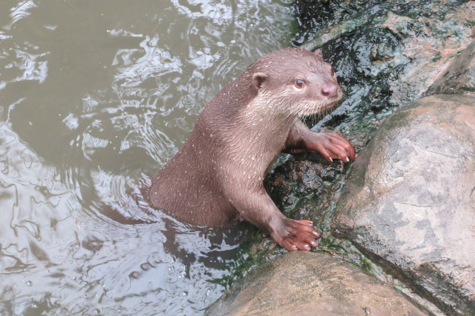 Indochinese Smooth-coated Otter 10/14