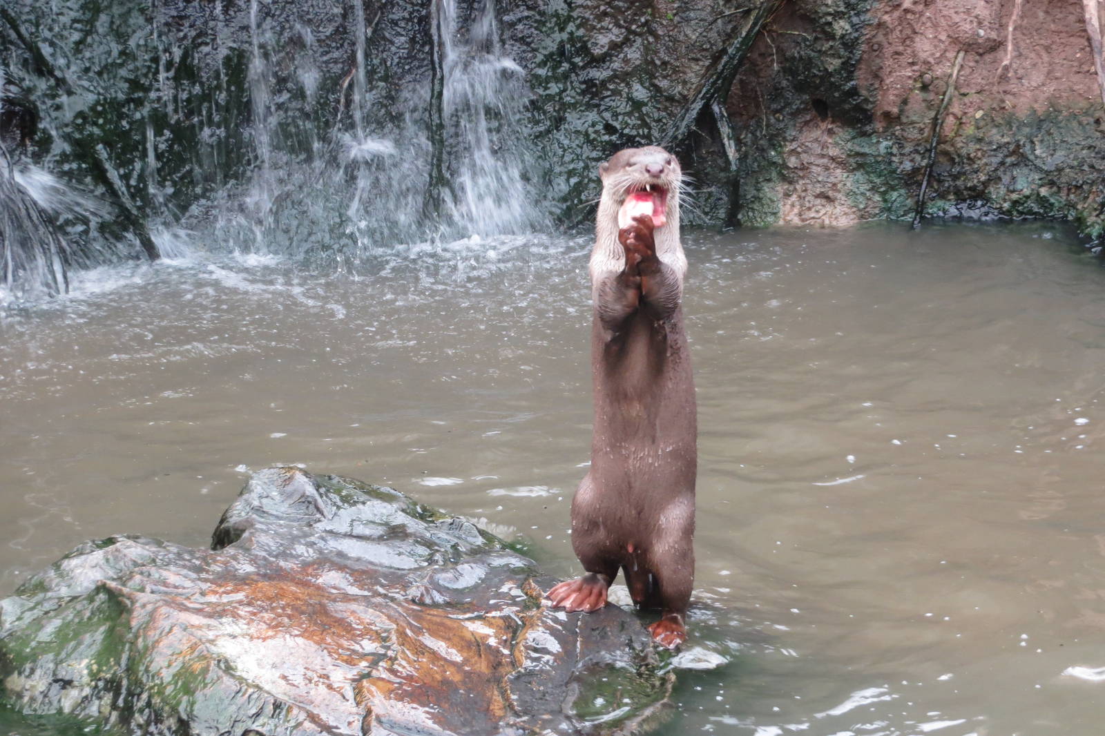 Indochinese Smooth-coated Otter 10/14