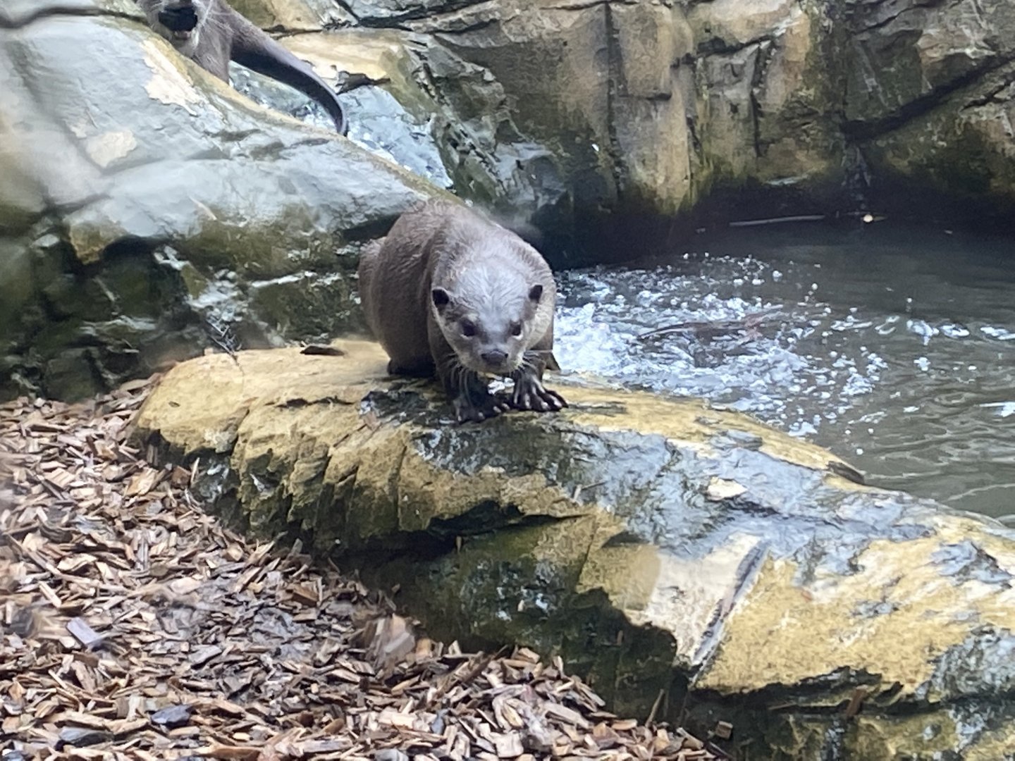 Indochinese smooth-coated otter 140921