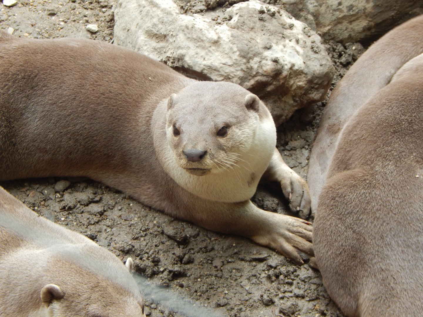 Indochinese smooth-coated otter 150522