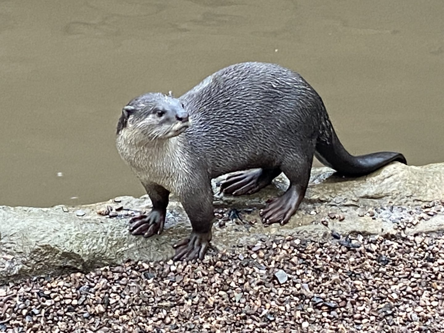 Indochinese smooth-coated otter 160122