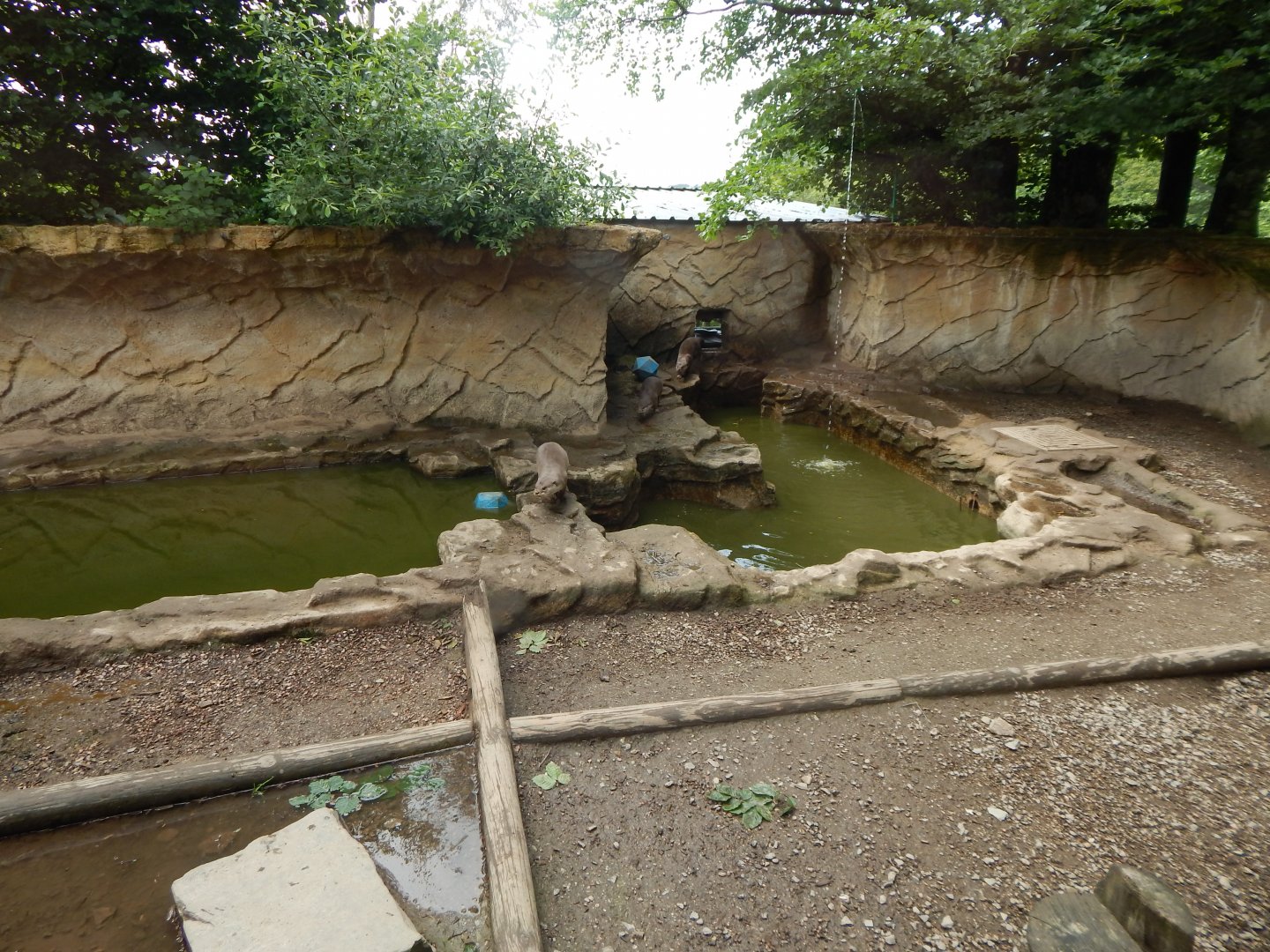 Indochinese smooth-coated otter enclosure 050625