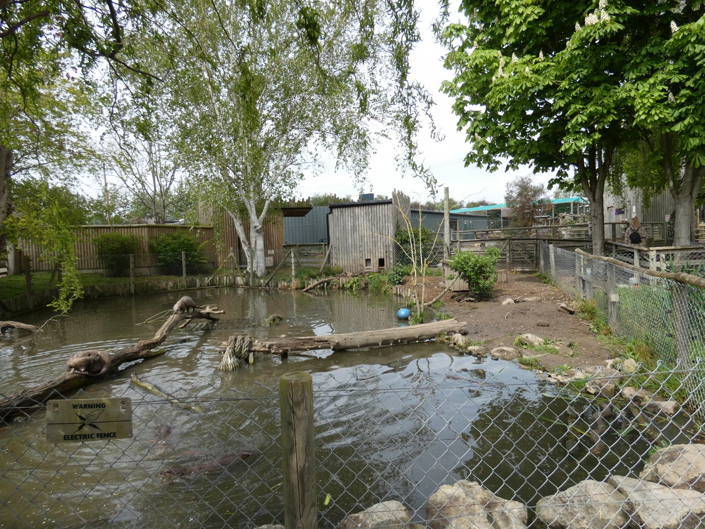 Indochinese smooth-coated otter enclosure