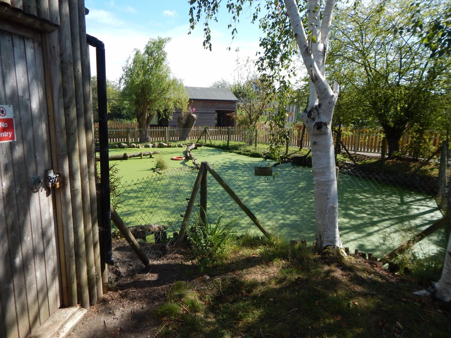 Indochinese smooth-coated otter exhibit 030924