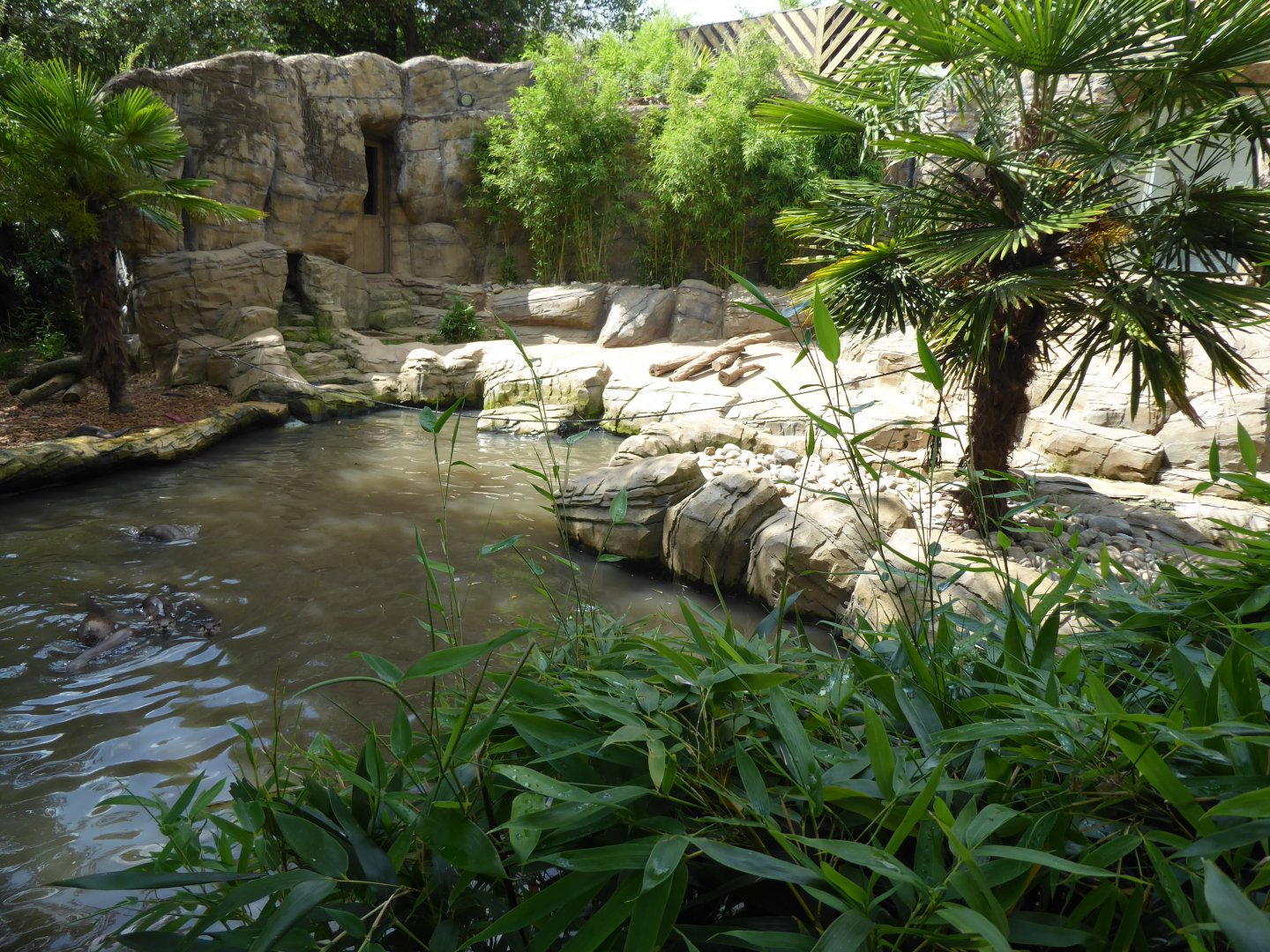 Indochinese smooth-coated otter exhibit 050819