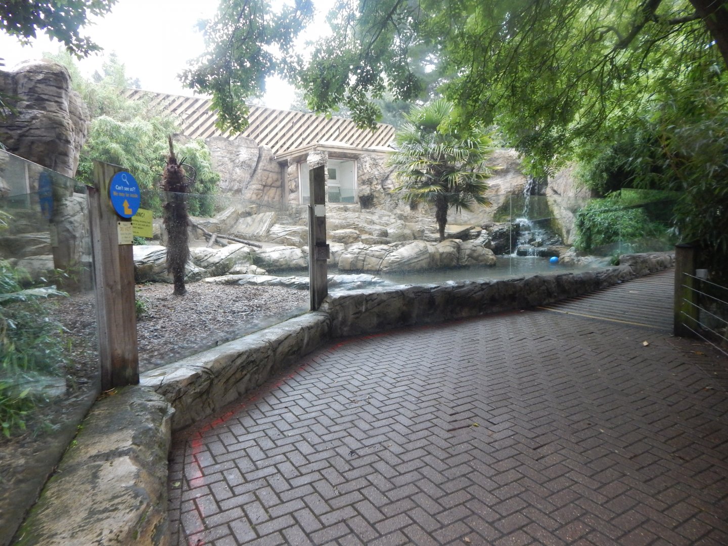 Indochinese smooth-coated otter exhibit 140921