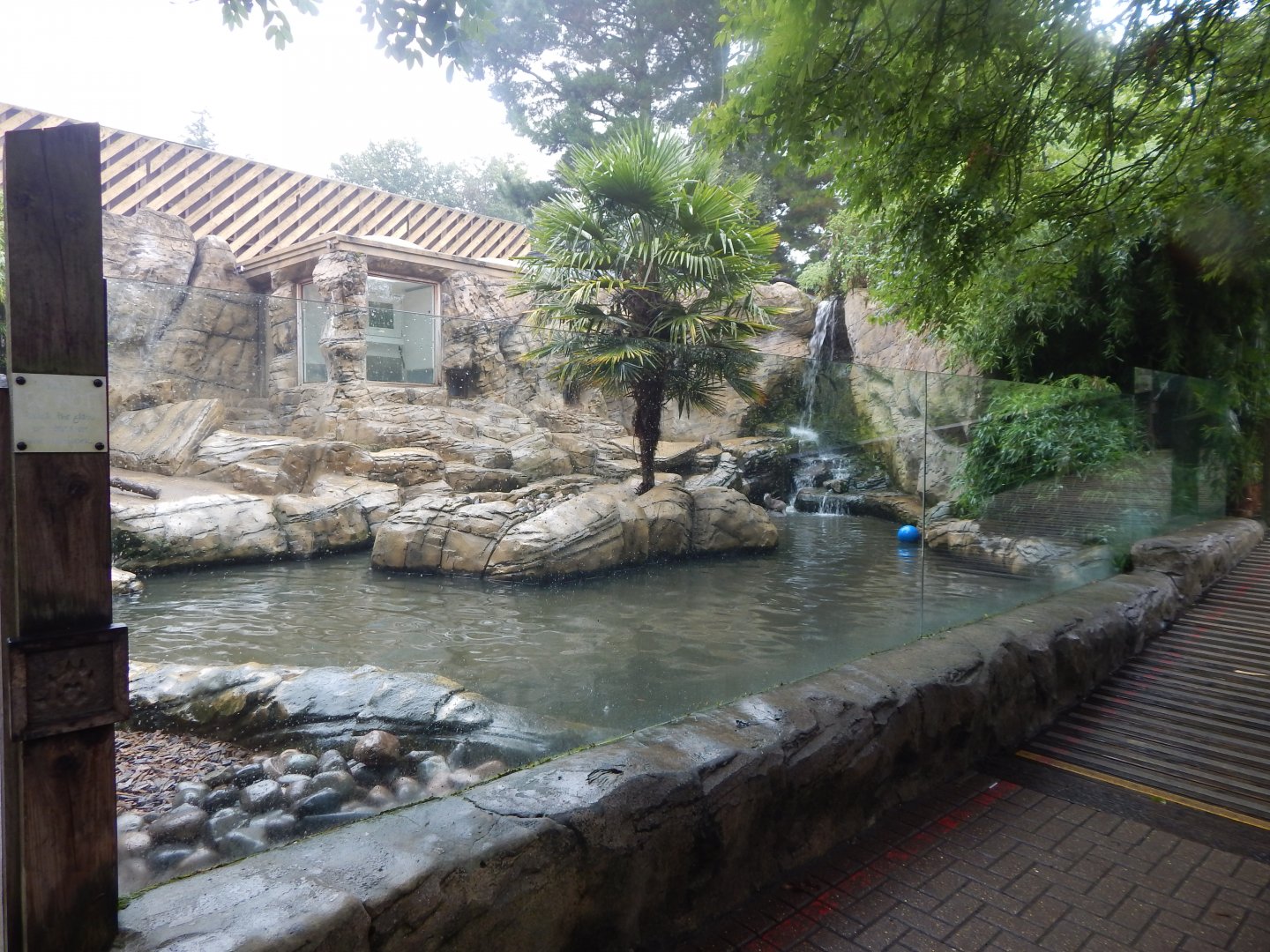 Indochinese smooth-coated otter exhibit 140921