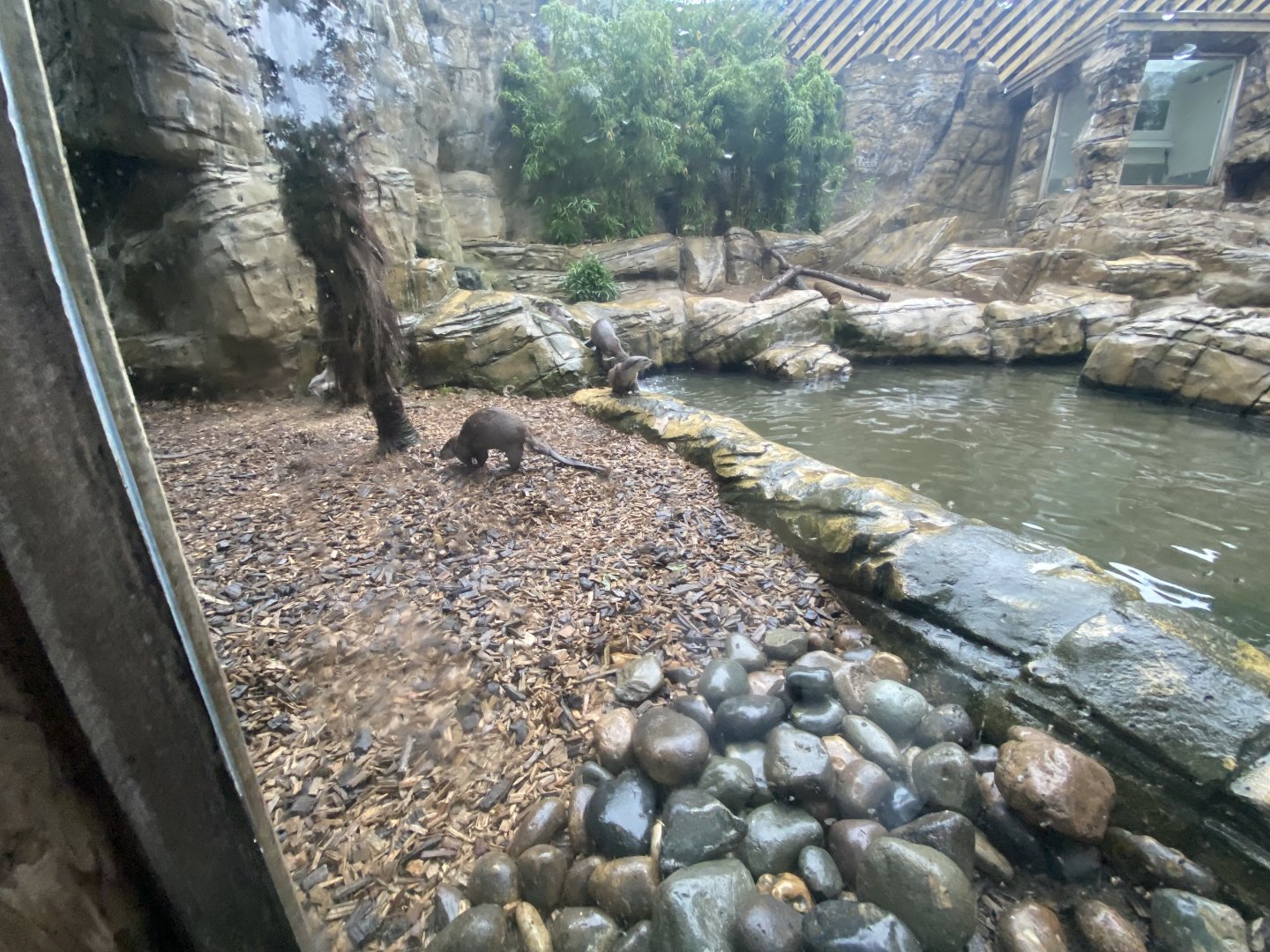 Indochinese smooth-coated otter exhibit 140921