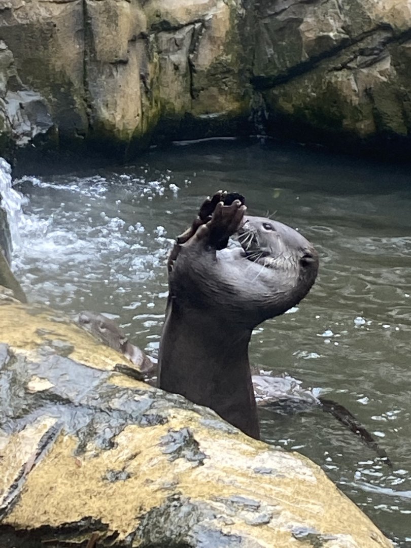 Indochinese smooth-coated otter exhibit 140921