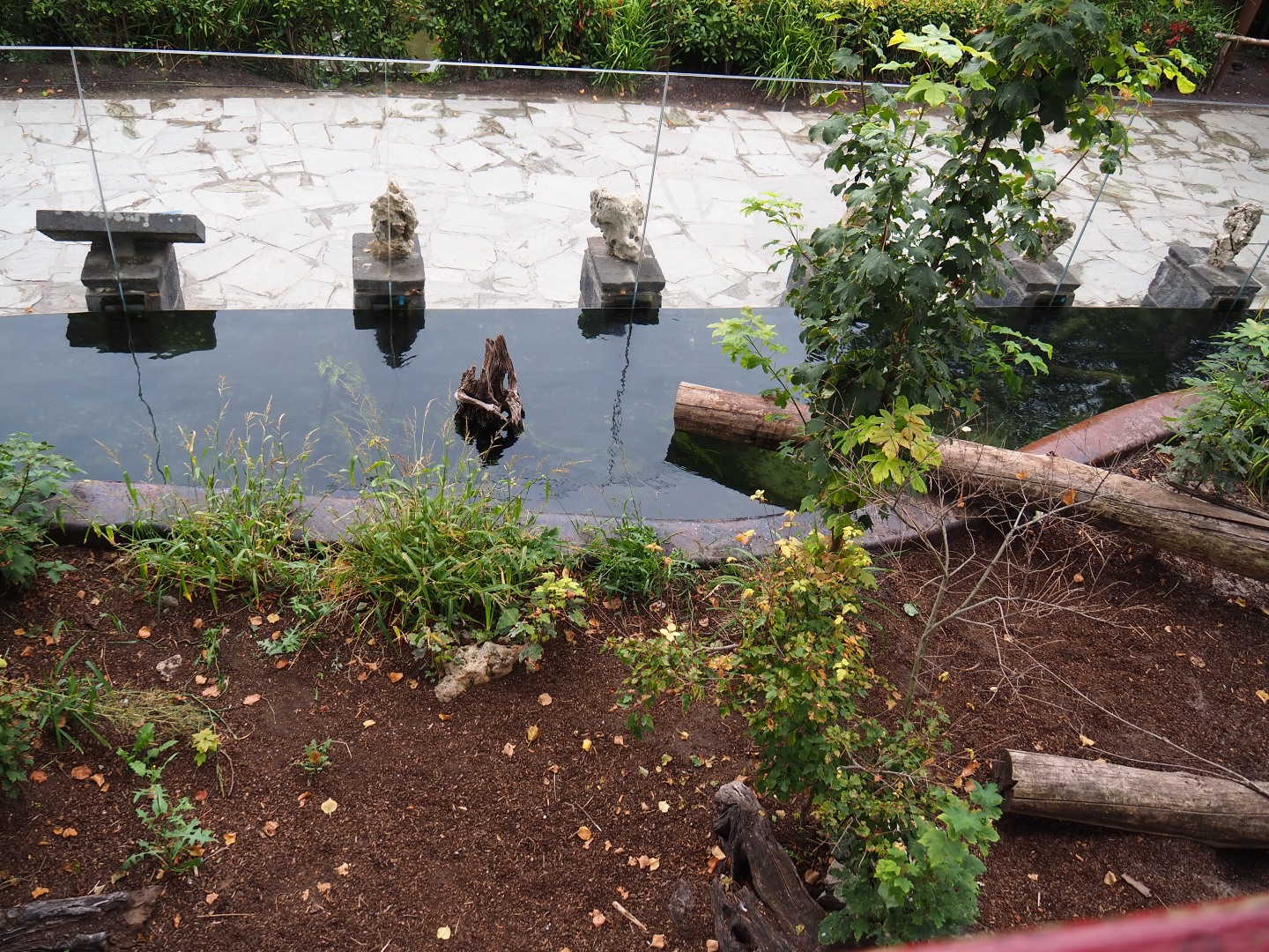 Indochinese smooth-coated otter exhibit, 2020-09-03