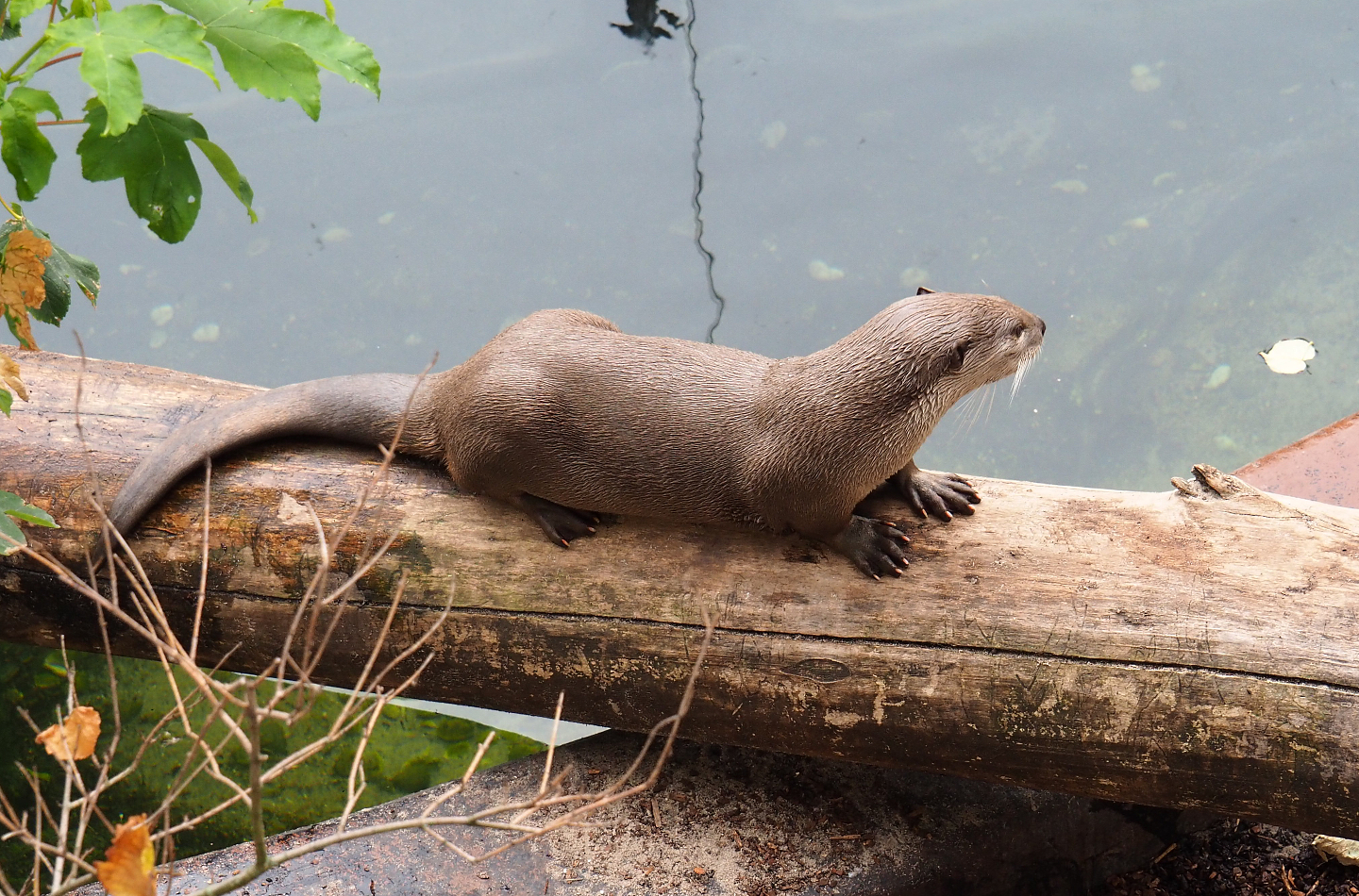 Indochinese smooth-coated otter (Lutrogale perspicillata perspicillata), 2020-09-03