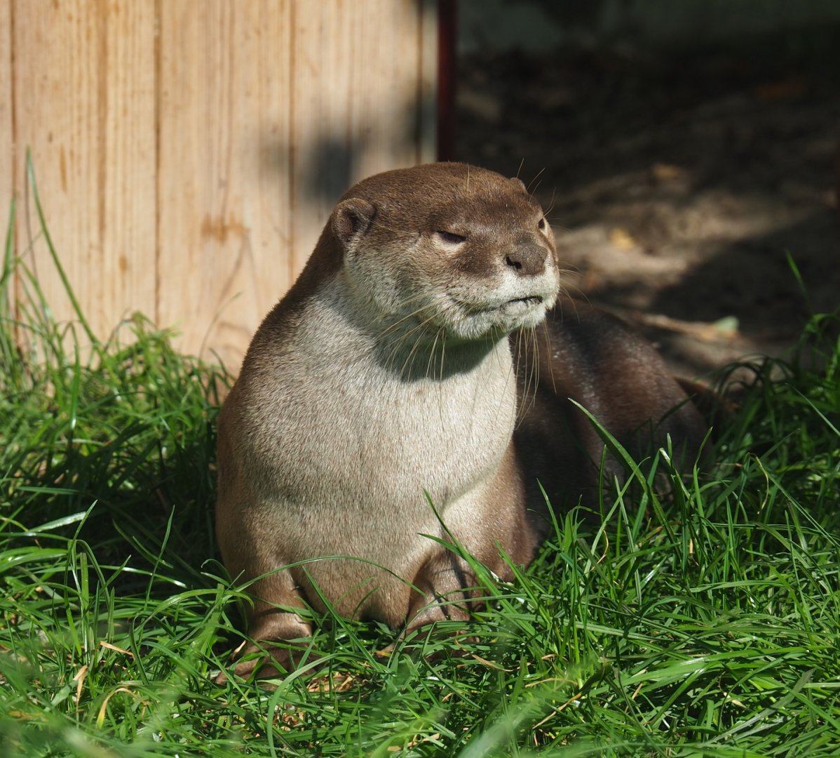 Indochinese smooth-coated otter (Lutrogale perspicillata perspicillata), 2021-09-03