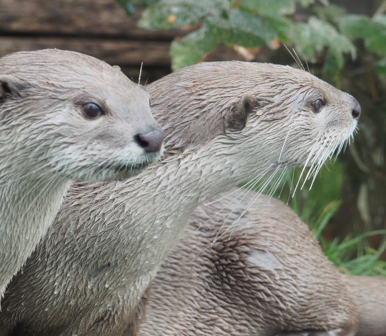 Indochinese smooth-coated otter (Lutrogale perspicillata perspicillata), 2022-09-15