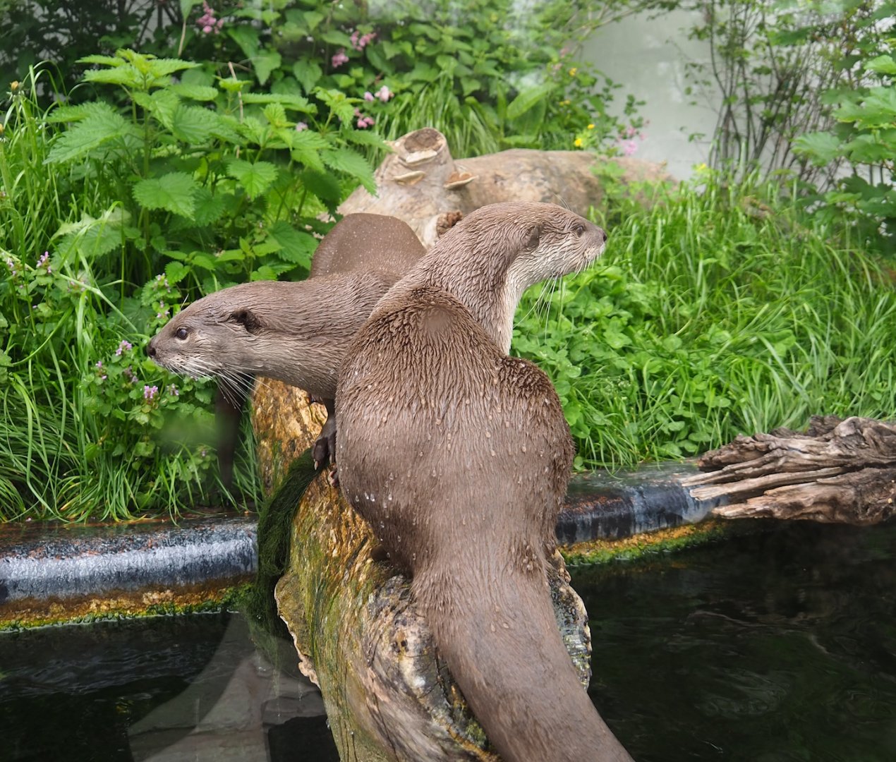 Indochinese smooth-coated otter (Lutrogale perspicillata perspicillata), 2023-05-15