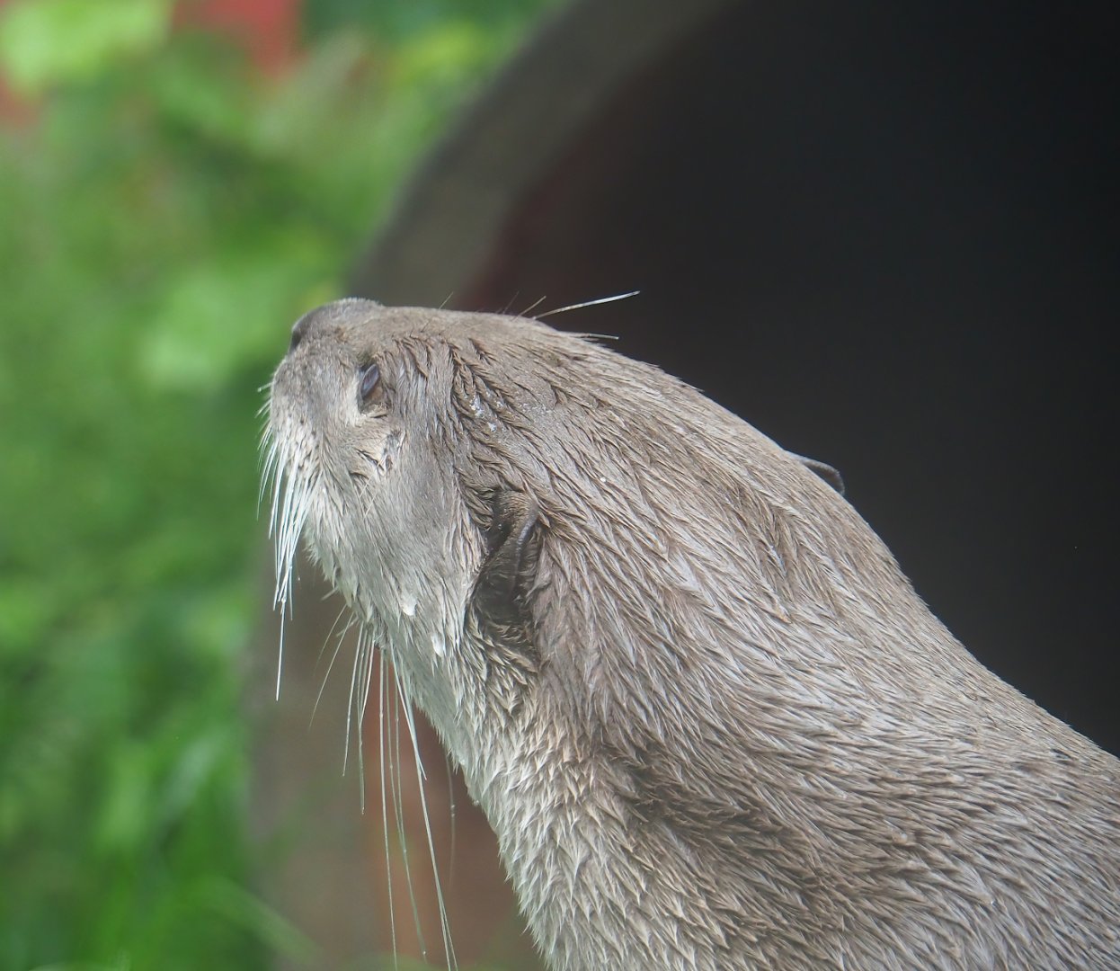 Indochinese smooth-coated otter (Lutrogale perspicillata perspicillata), 2023-05-15