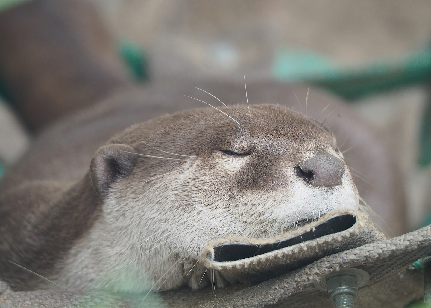 Indochinese smooth-coated otter (Lutrogale perspicillata perspicillata), 2023-10-13