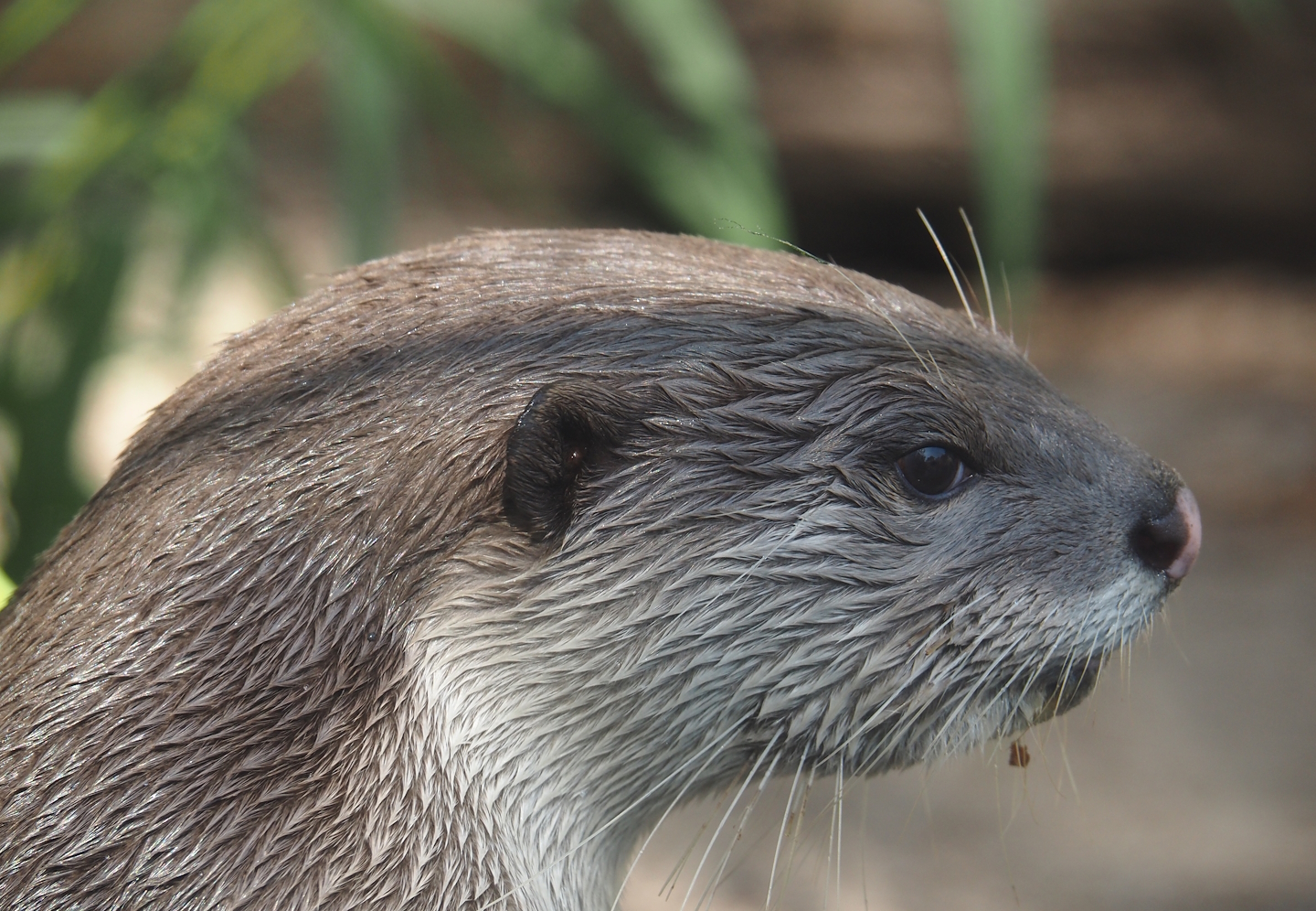 Indochinese smooth-coated otter (Lutrogale perspicillata perspicillata), 2024-09-17