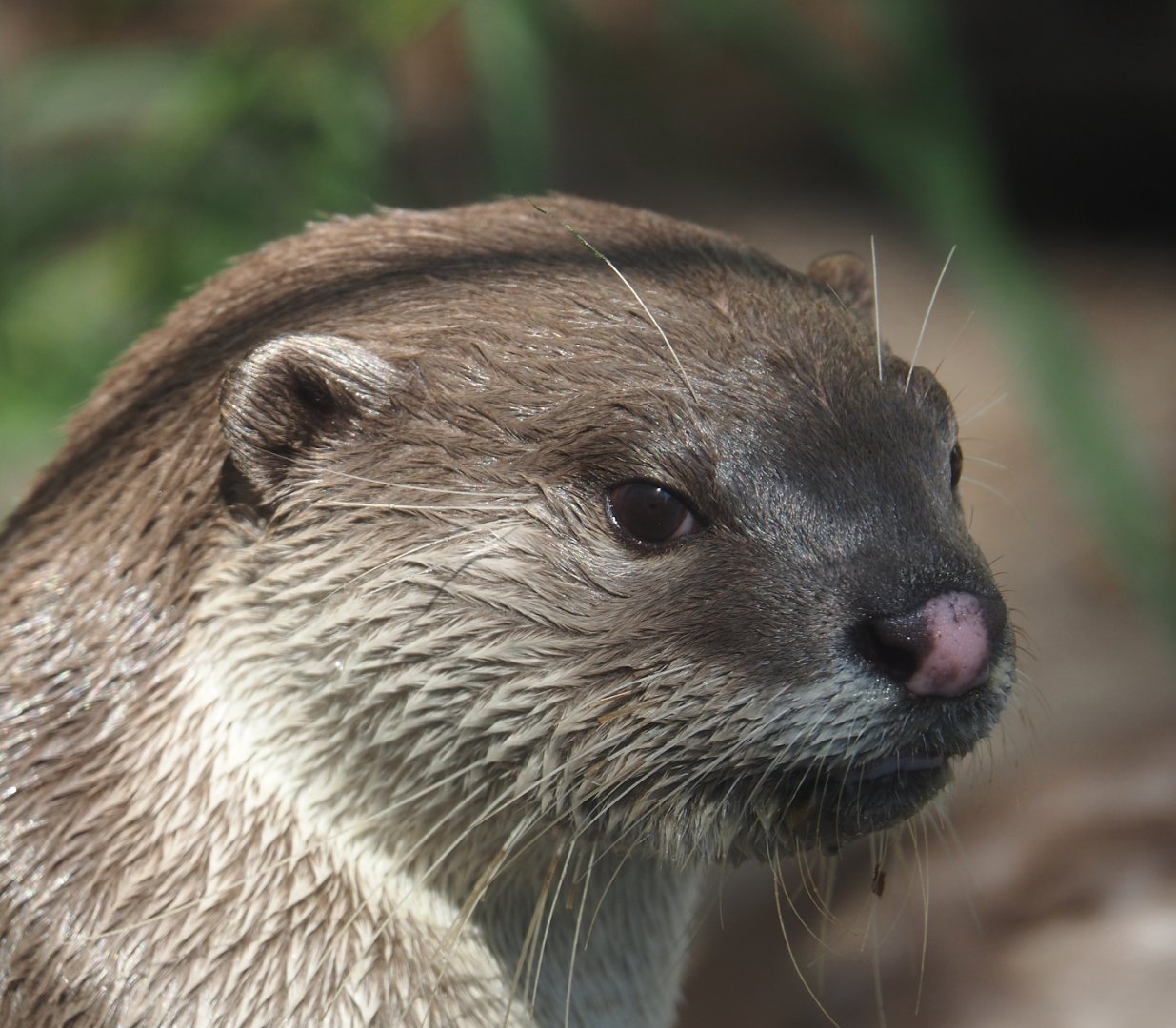 Indochinese smooth-coated otter (Lutrogale perspicillata perspicillata), 2024-09-17