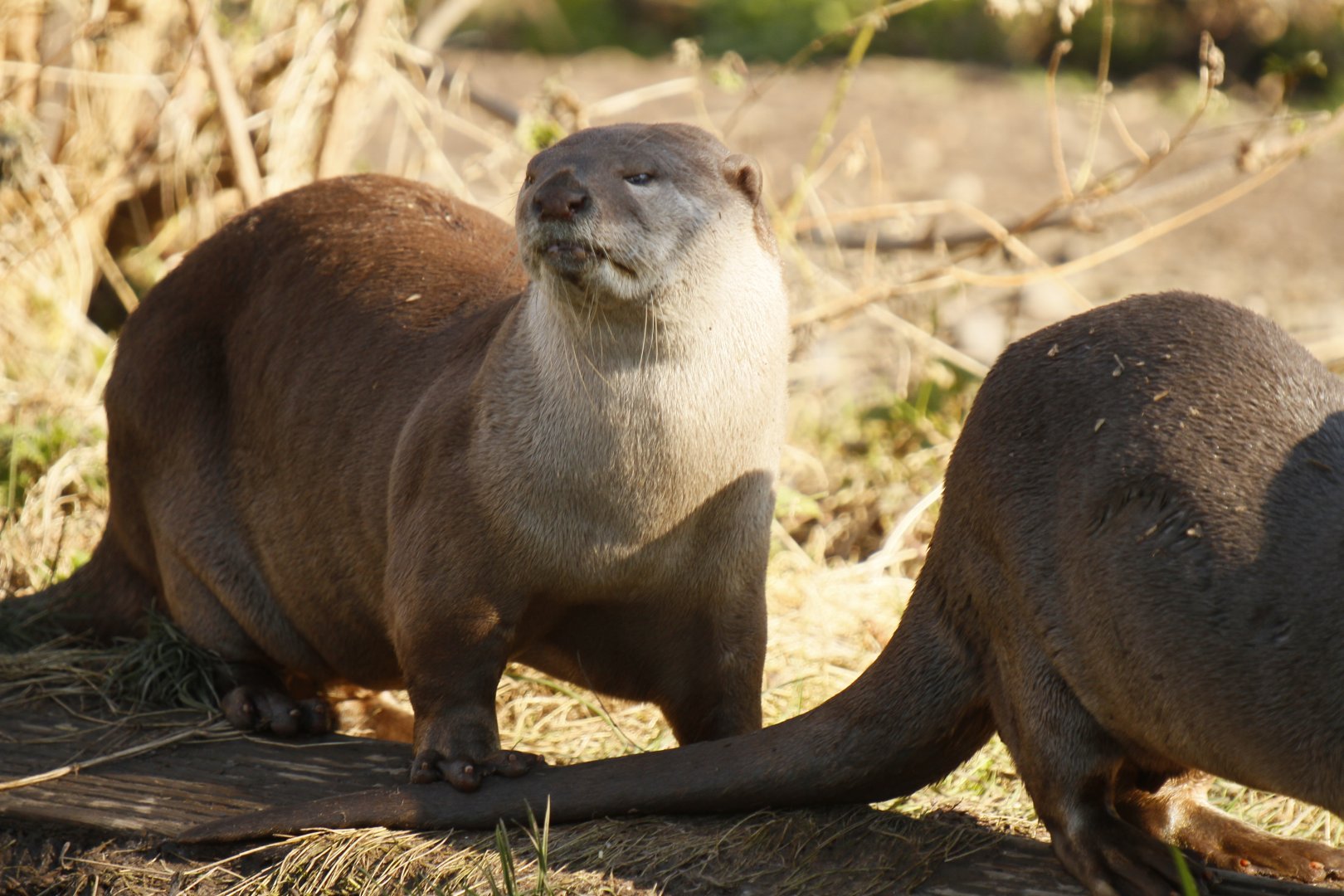 Indochinese smooth-coated otter (Lutrogale perspicillata perspicillata)