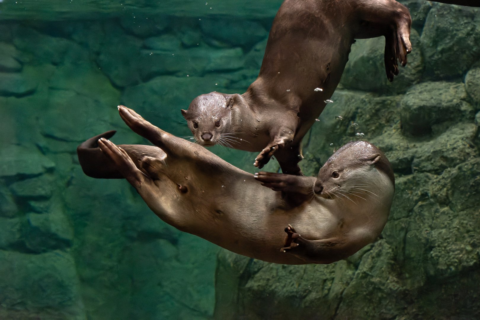 Indochinese smooth-coated otter (Lutrogale perspicillata perspicillata)