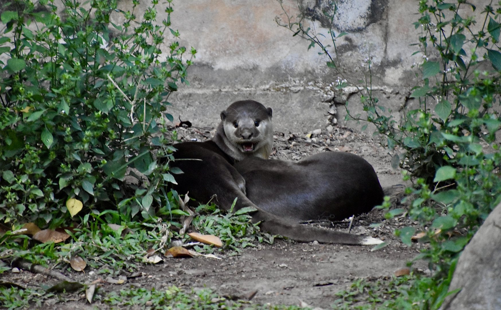 Indochinese Smooth-Coated Otter (Lutrogale perspicillata perspicillata)