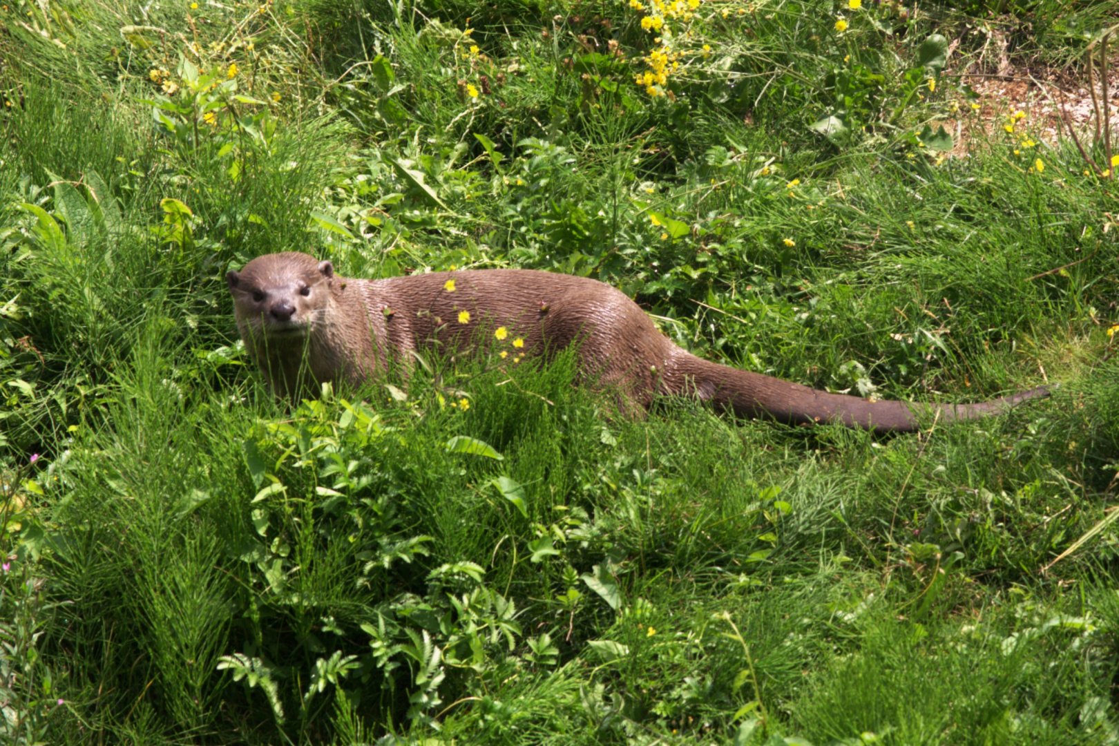 Indochinese Smooth-coated Otter (Lutrogale perspicillata perspicillata)