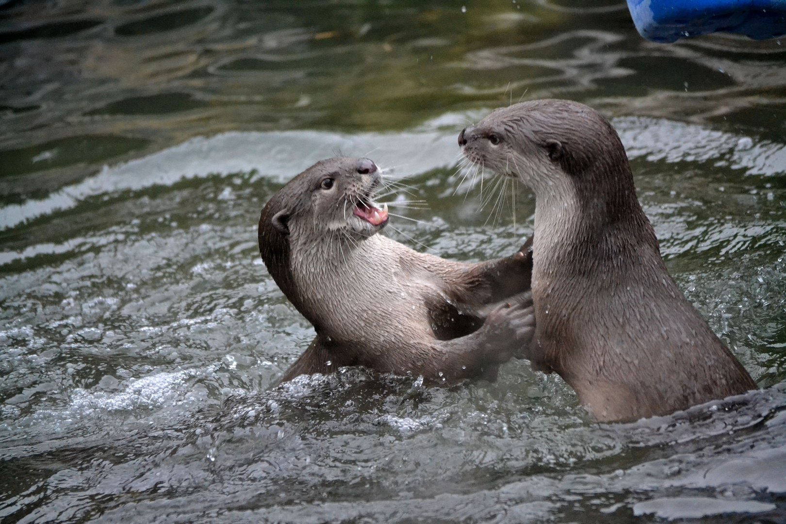Indochinese Smooth Coated Otter - March 2017
