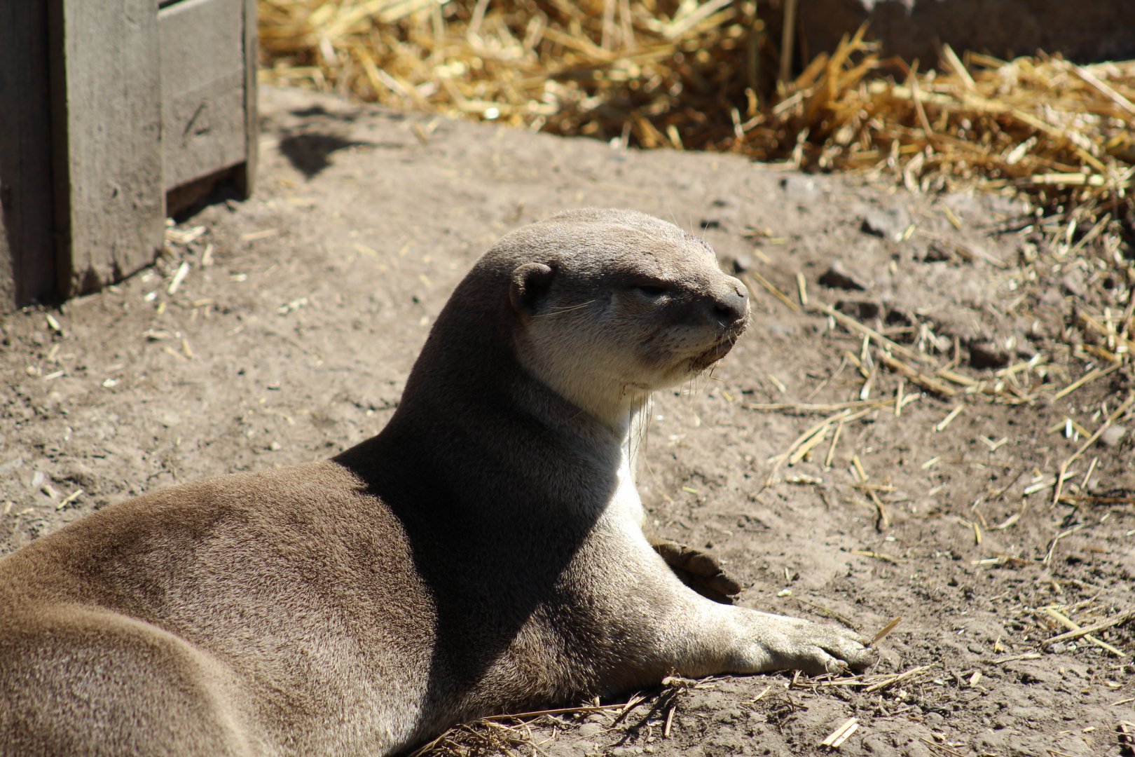 Indochinese Smooth-Coated Otter