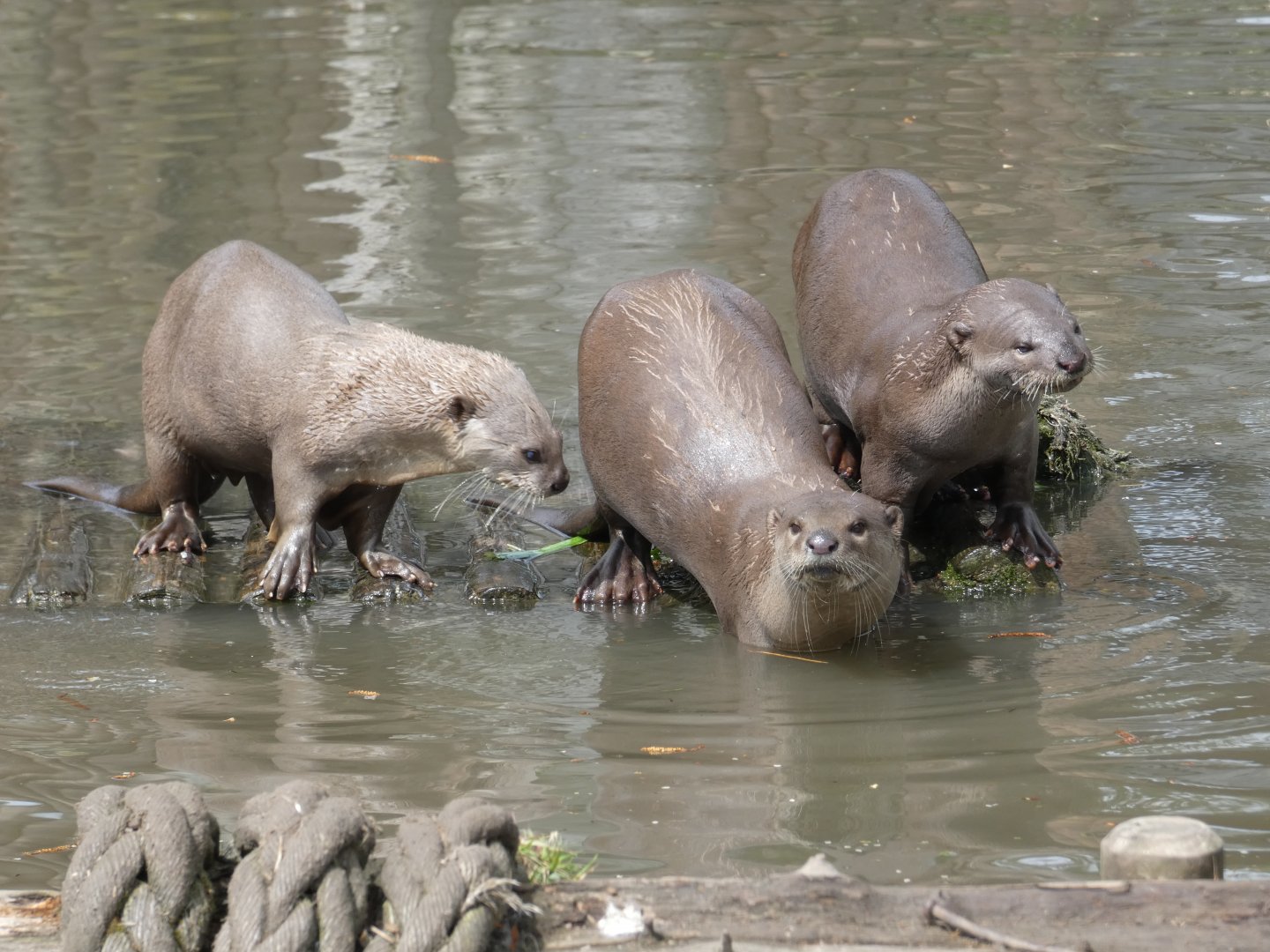 Indochinese smooth-coated otter