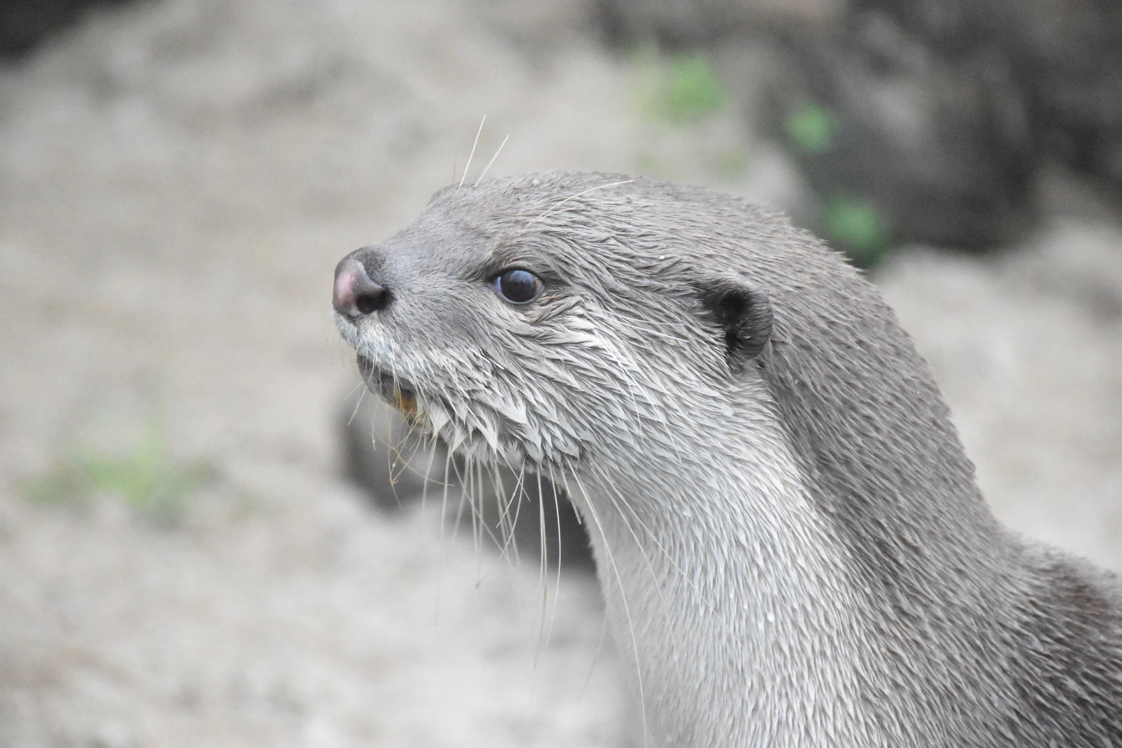 Indochinese smooth-coated otter