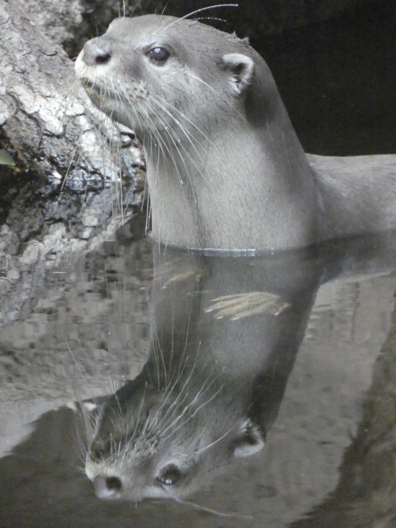 Indochinese smooth-coated otter