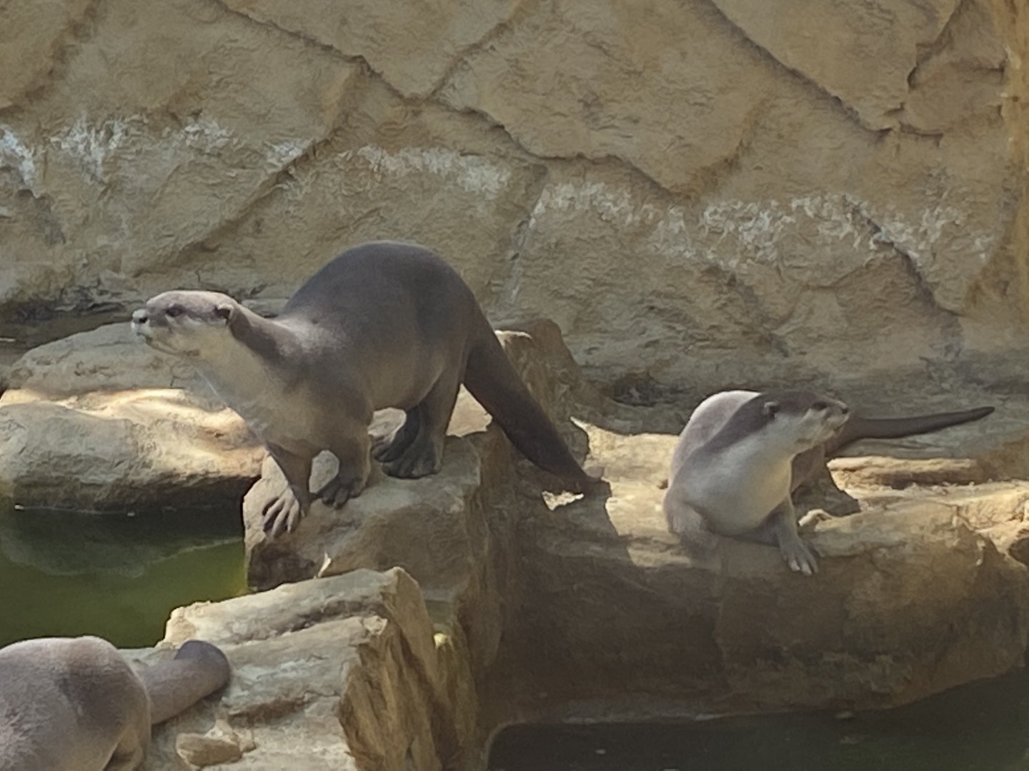 Indochinese smooth-coated otters 010621