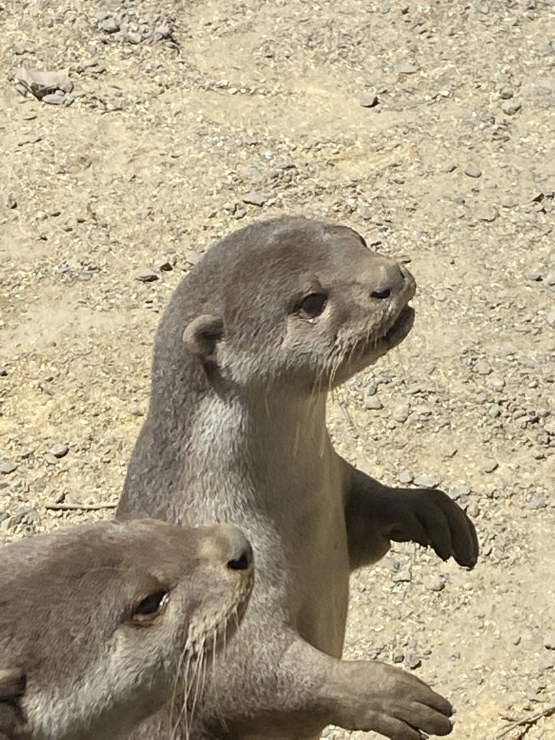 Indochinese smooth-coated otters 010621