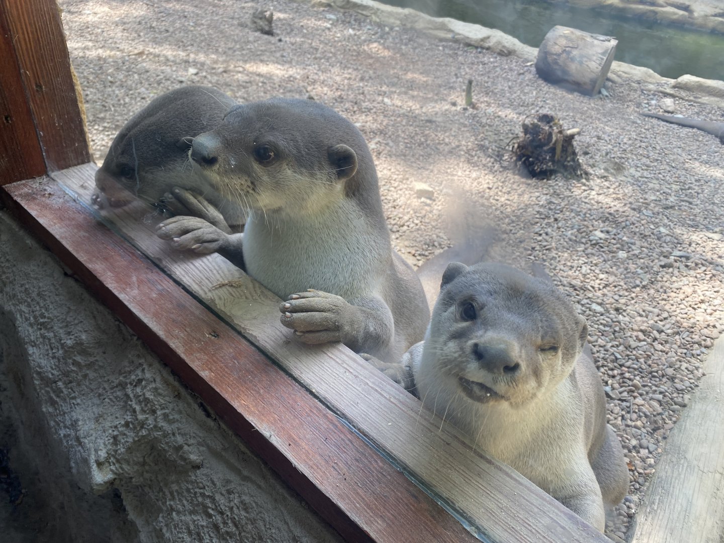 Indochinese smooth-coated otters 010621