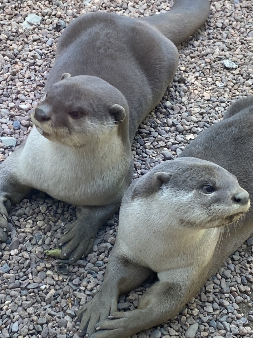 Indochinese smooth-coated otters 010621