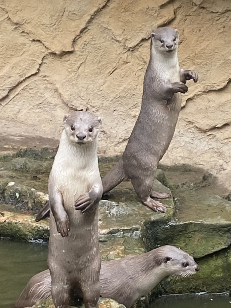 Indochinese smooth-coated otters 020822