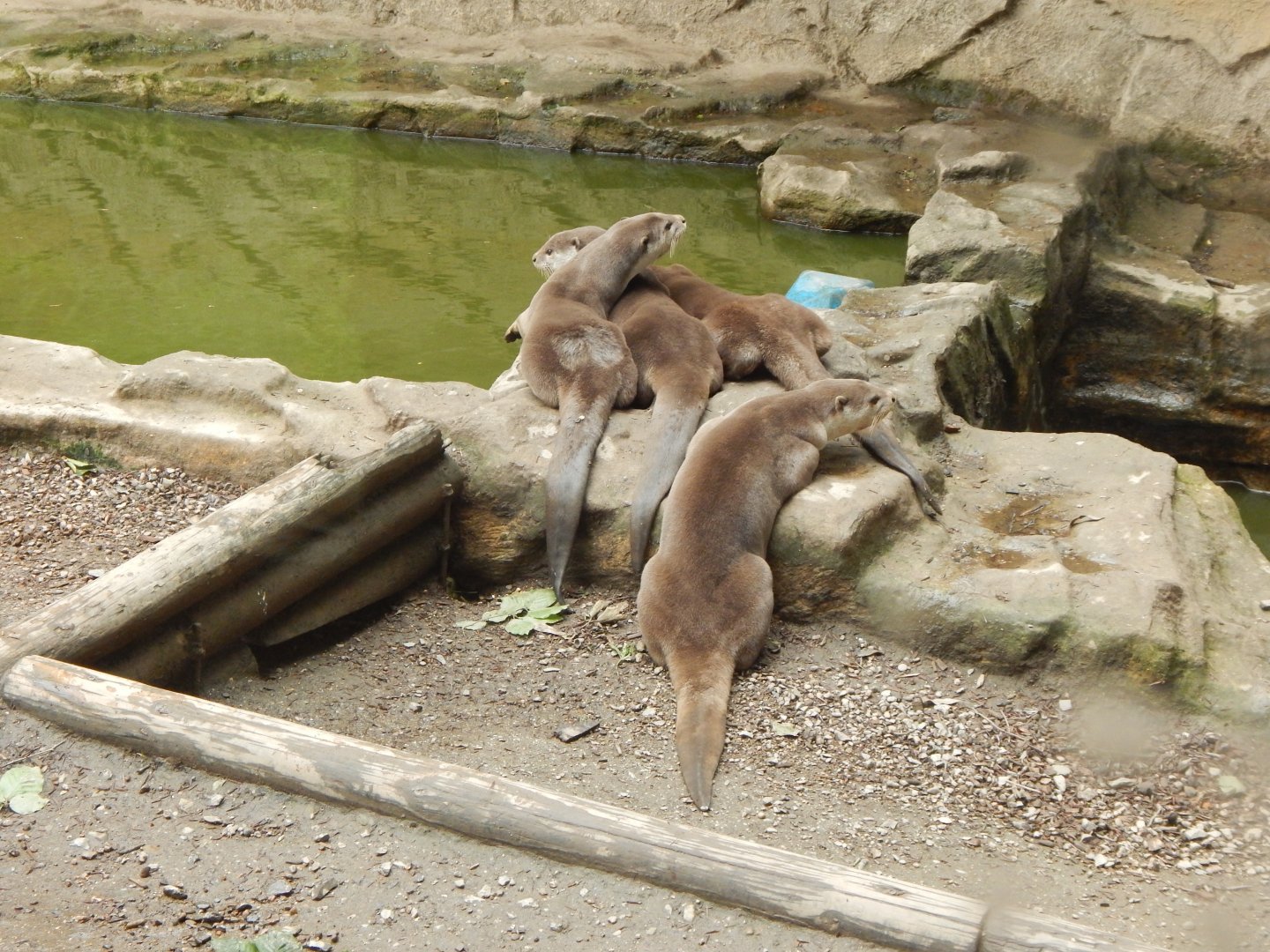 Indochinese smooth-coated otters 050625