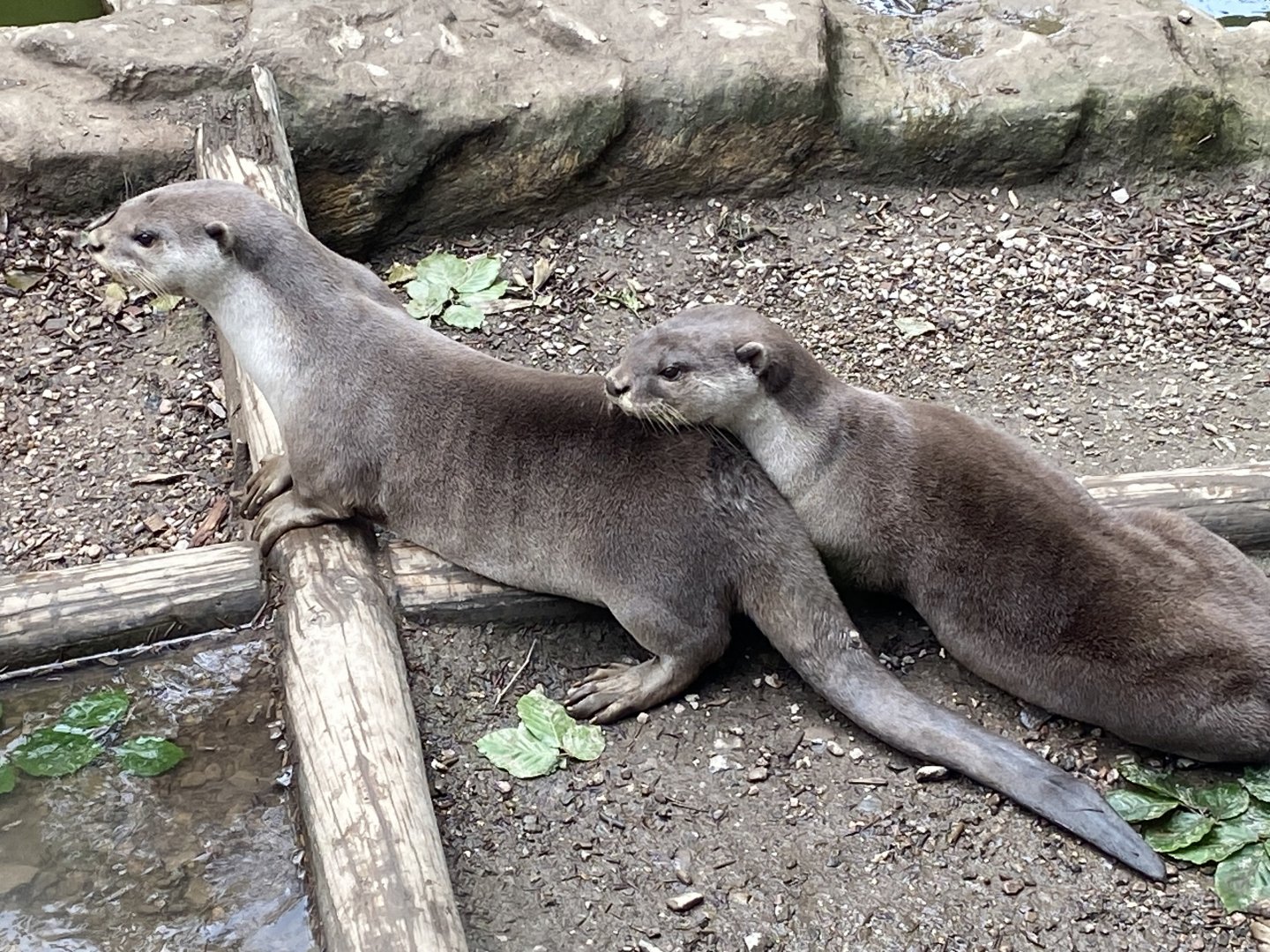 Indochinese smooth-coated otters 050625