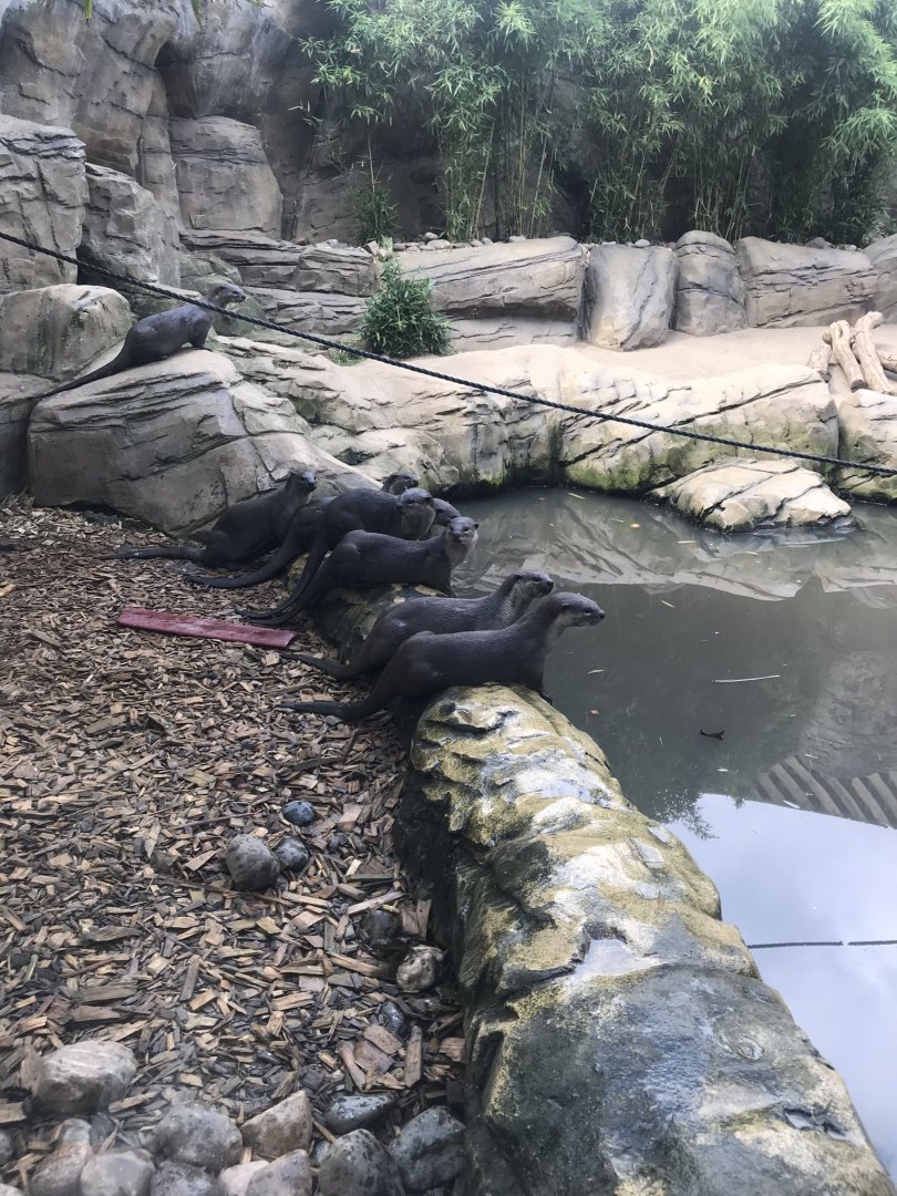 Indochinese smooth-coated otters 050819