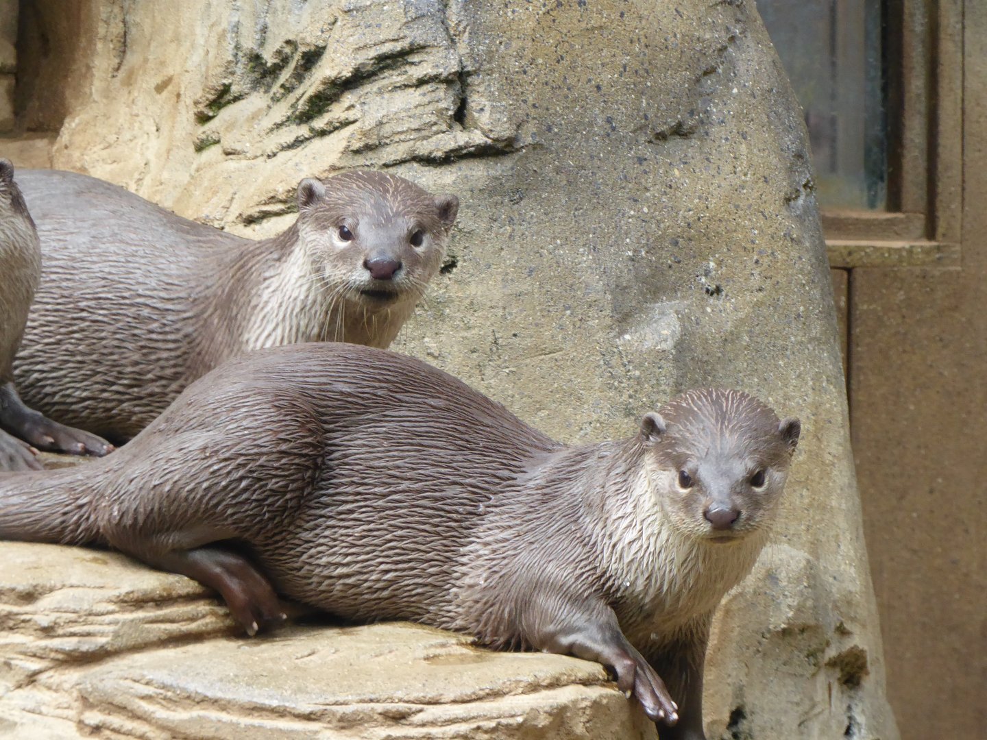 Indochinese smooth-coated otters 050819