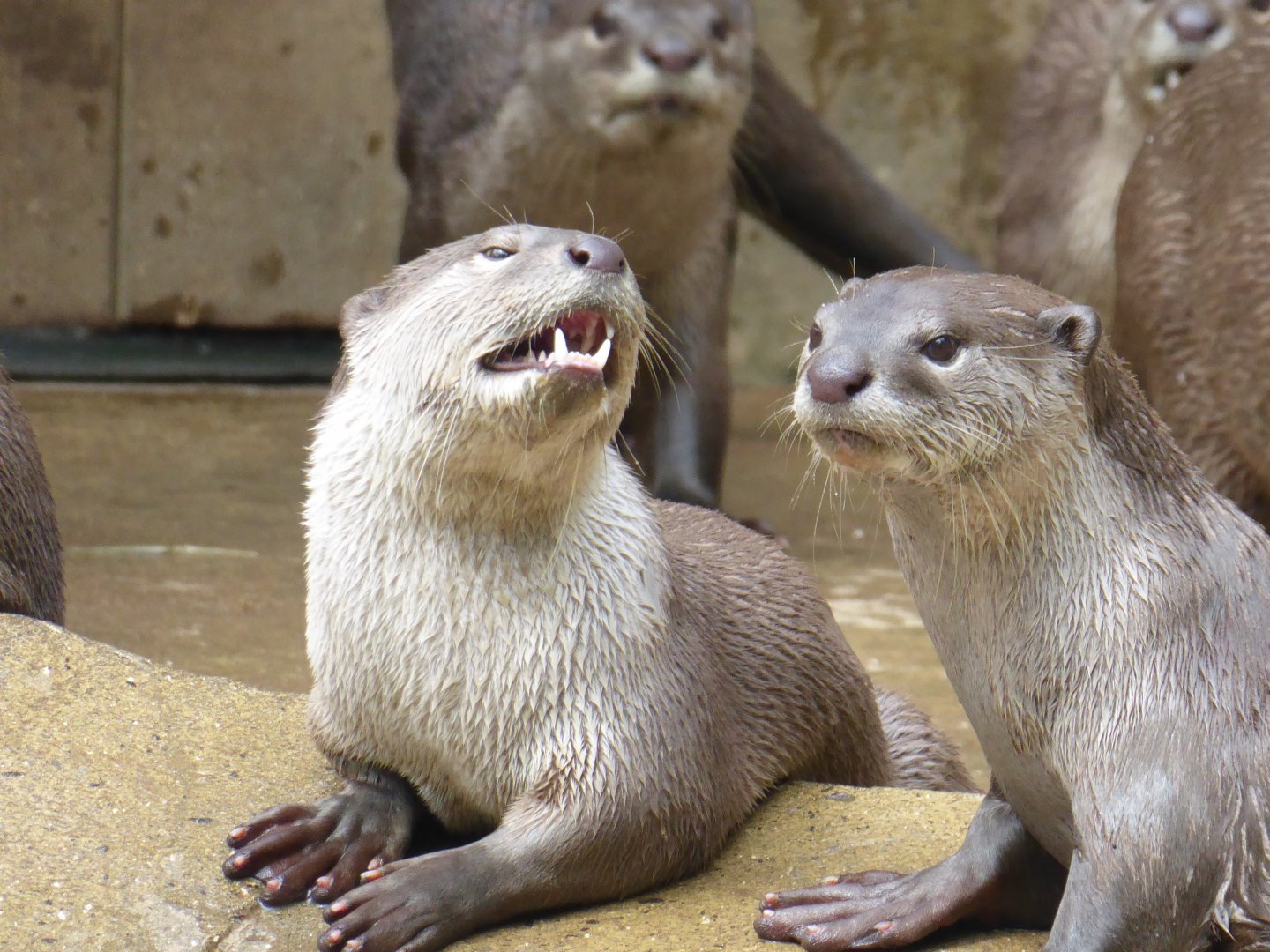 Indochinese smooth-coated otters 050819