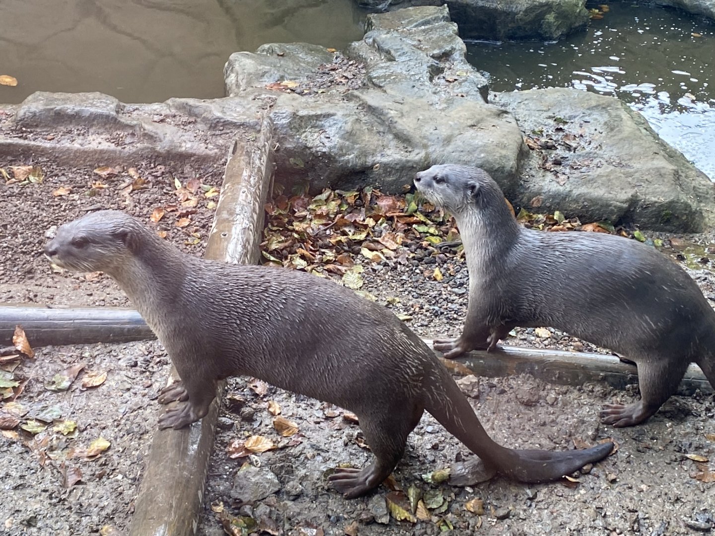 Indochinese smooth-coated otters 141023