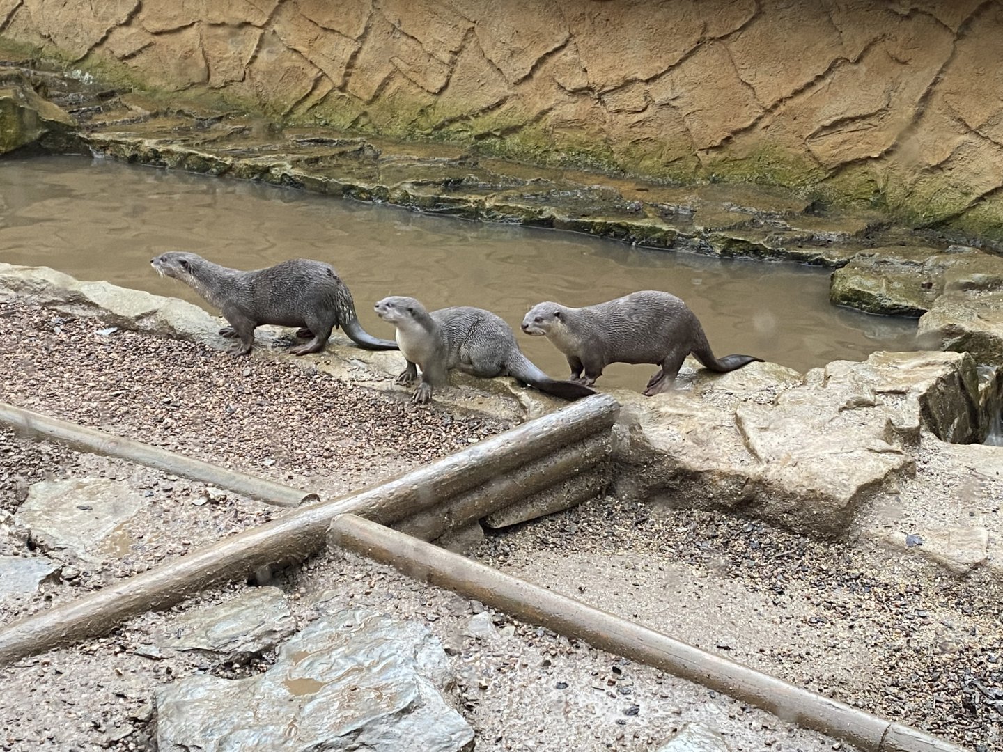 Indochinese smooth-coated otters 160122